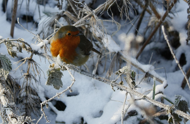 Merry Christmas by Kit on Flickr