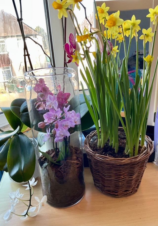 Mother’s Day flowers 2025